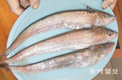 웅어회 제철과 맛집 찾는 법 한 번에 정리