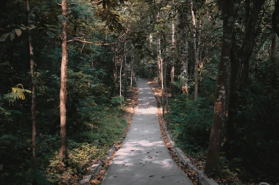 숲속 산책로 벚꽃