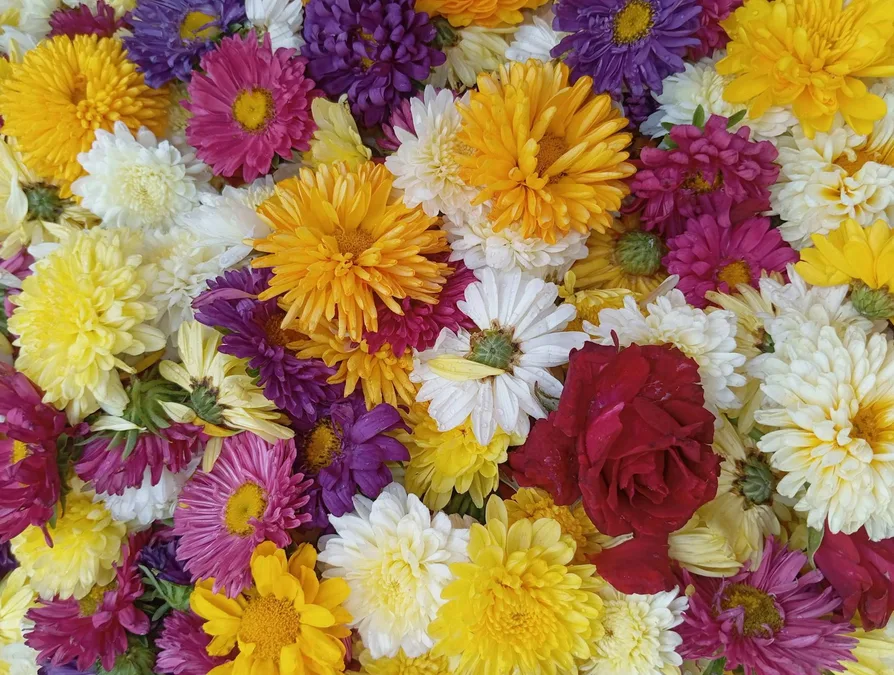 남대문 꽃시장 영업시간과 꽃가격 총정리 5 신선한 절화의 클로즈업