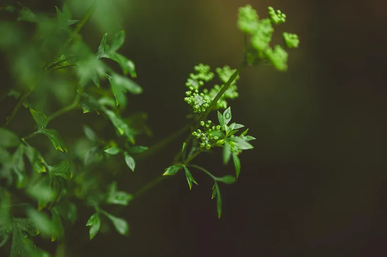 미나리무침 레시피 데친 것보다 맛있게 무치는 법