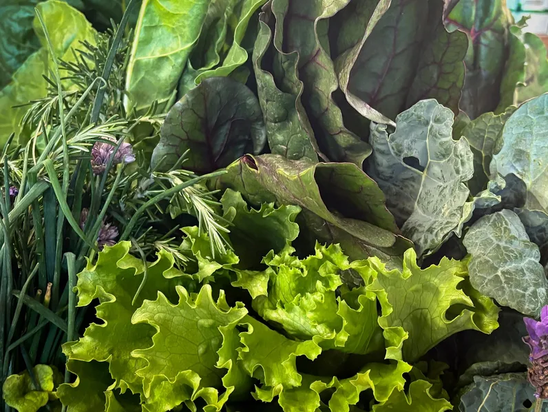 방풍나물 무침 된장으로 맛내는 봄나물 레시피 2 갓 손질한 방풍나물 생잎과 줄기 클로즈업