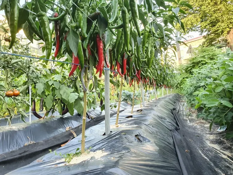 텃밭 심기 전 체크리스트