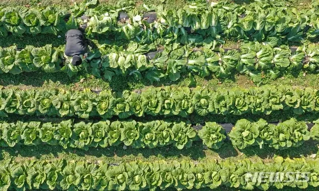 텃밭 줄간격을 맞춰 심는 모습