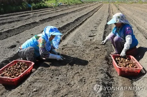 텃밭에 물 주는 손
