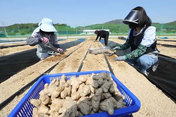 생강 심는 시기와 심는 방법 초보도 쉽게 정리