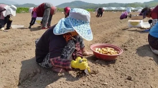 텃밭에 작물을 심는 모습