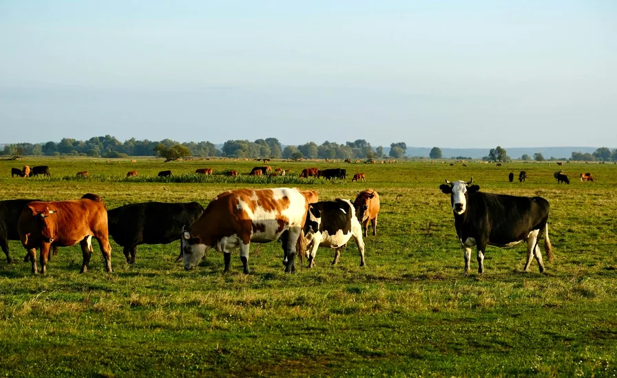 초원에서 풀을 뜯는 소들