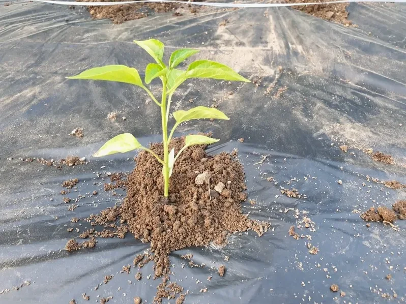 하우스에서 자라는 고추