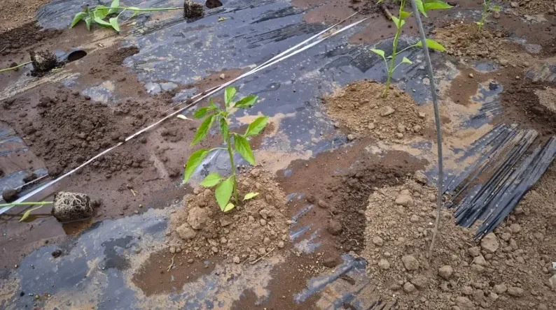 건강한 고추 모종 모습