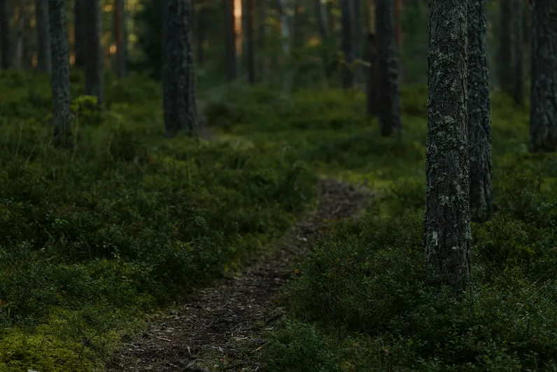 숲길이 이어지는 천주산 등산로