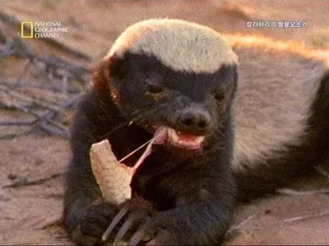 벌꿀오소리 왜 무서운 동물로 불릴까? 특징 정리 2 벌꿀오소리 발톱과 앞발 특징