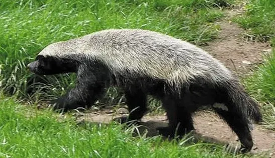 벌꿀오소리 왜 무서운 동물로 불릴까? 특징 정리 3 벌꿀오소리와 뱀 대치 장면