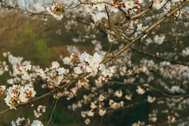 인천대공원 벚꽃 실시간 개화 상황과 주차 팁
