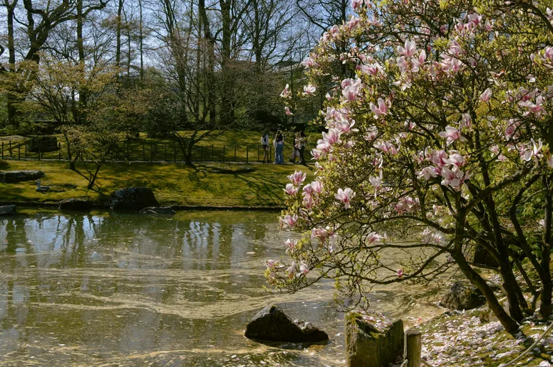 자유공원 봄 산책길과 벚꽃 터널