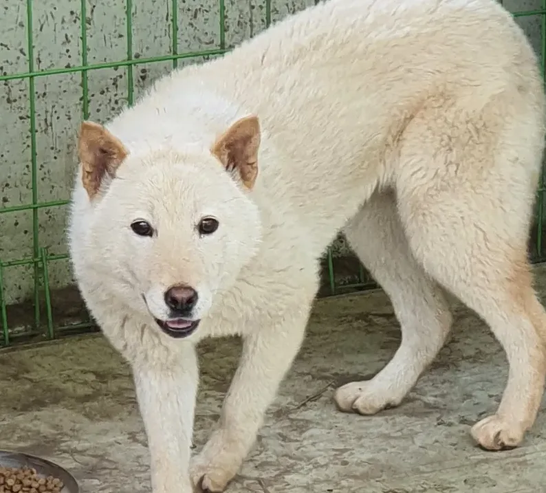 수의사가 강아지를 진료하는 모습