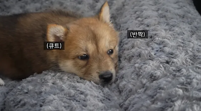 반려견 초기비용과 관리비