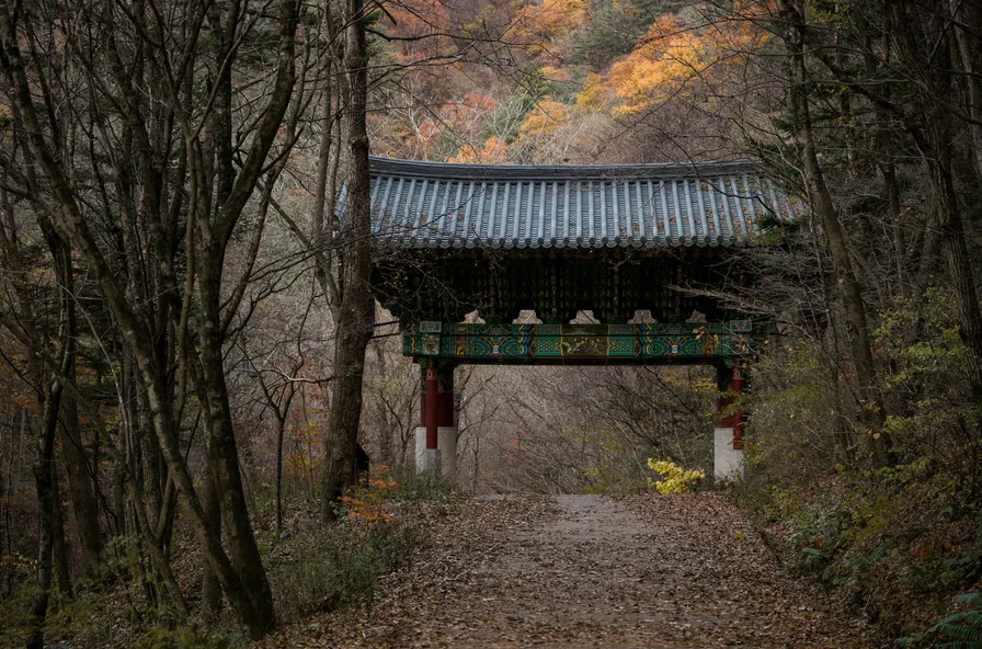 입구부터 핑크터널 불국사 겹벚꽃 산책기 5 입구부터 핑크터널 불국사 겹벚꽃 산책기