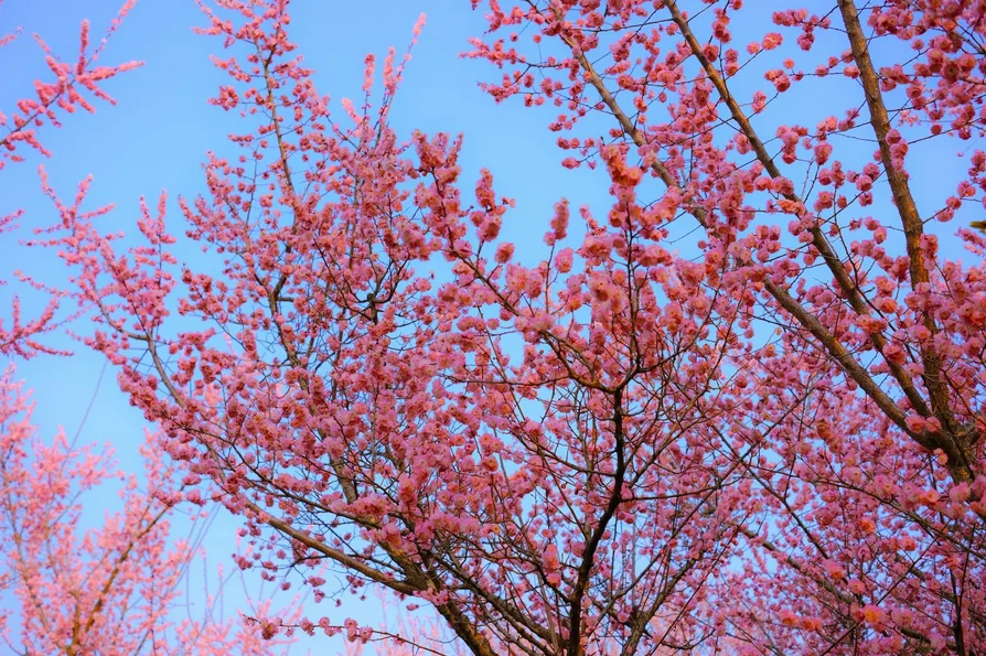 4월8일 석촌호수 벚꽃 지금 만개 여부와 혼잡 정보 2 호수와 벚나무 전경