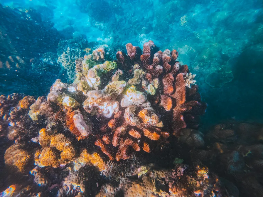 미야코지마 직항 항공부터 렌트 맛집까지 실전 팁 8 미야코지마 산호 스노클링