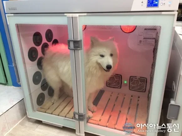 골든 리트리버 목욕 케어