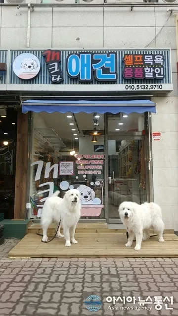 반려견 목욕 케어 현장