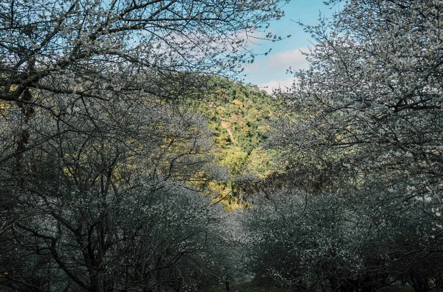산자락의 벚꽃 조망