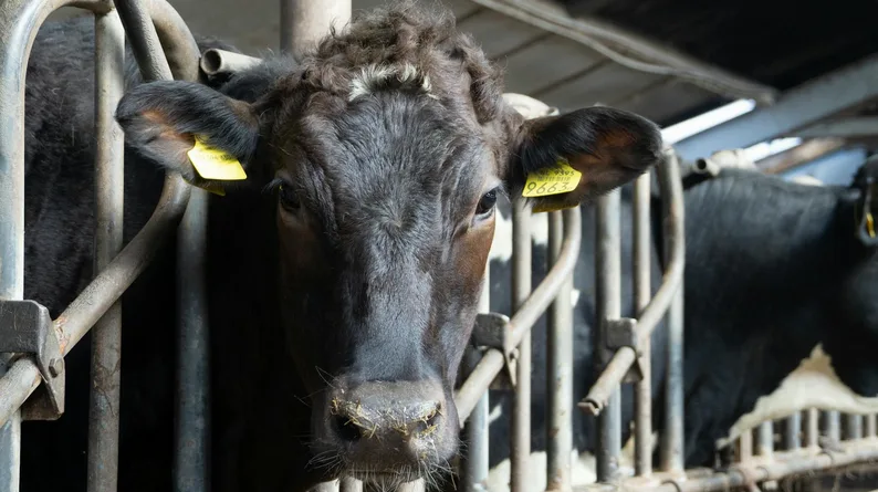 유기농방목마켓 구매 전 꼭 볼 상품과 인증 기준 정리