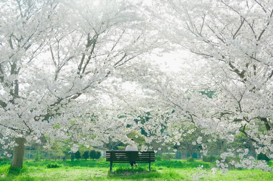 벤치와 벚꽃 배경