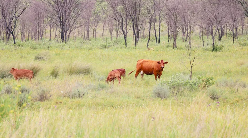 초지에서 자라는 목초 사육 소