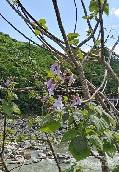 봄길에서 만난 나무꽃 풍경