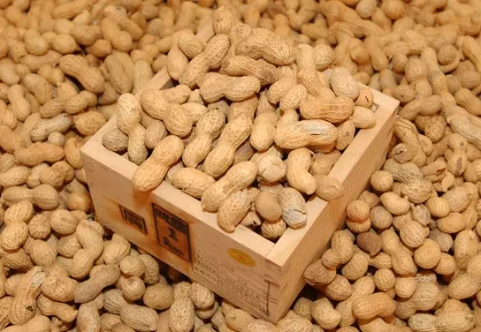 땅콩 씨앗과 파종 흙 준비 모습