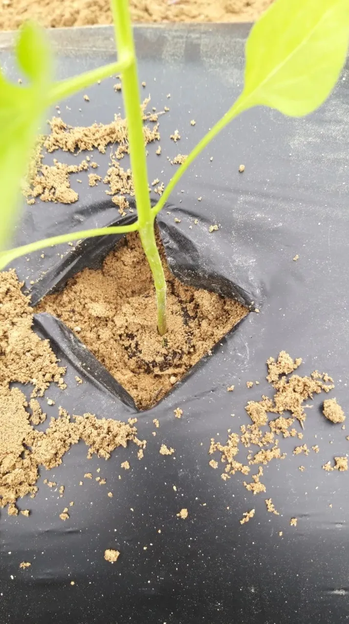 고추 모종 심는 시기 판단 장면