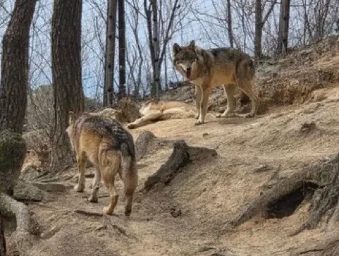 상황을 알리기 위해 신고하는 장면