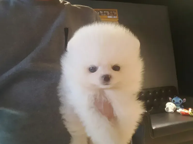 메리펫 논란 정리와 반려견 유치원 선택 기준 7 반려견 돌봄 선택 체크리스트