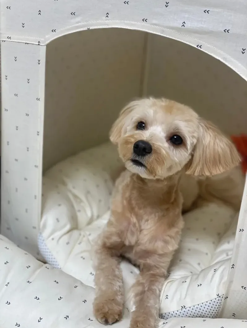 메리펫 논란 정리와 반려견 유치원 선택 기준 2 애견유치원 안전 점검표