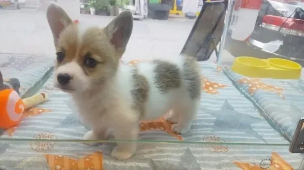 메리펫 논란 정리와 반려견 유치원 선택 기준 4 보호자가 상담하는 장면