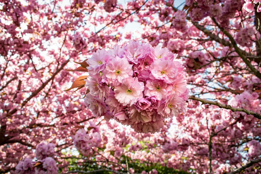 안양천 벚꽃 일몰 사진 포인트와 혼잡 피하는 시간 8 벚꽃 클로즈업 샷