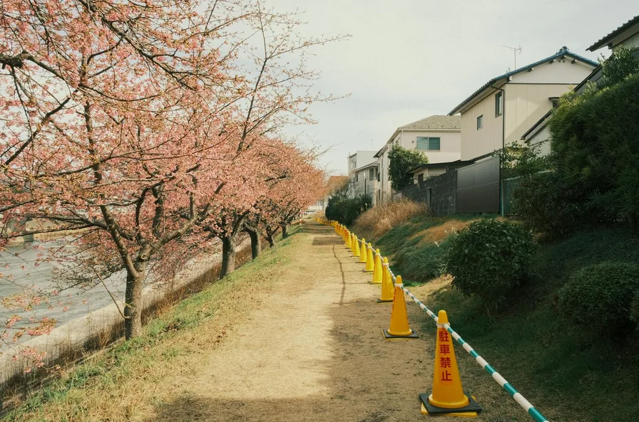 꽃잎이 쌓인 산책로