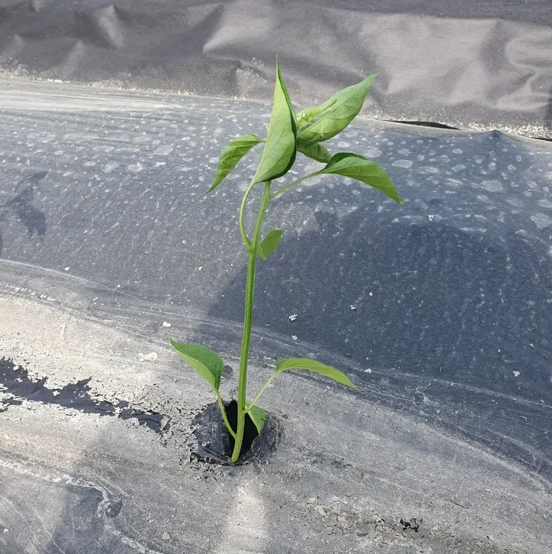 텃밭 비닐 멀칭 예시