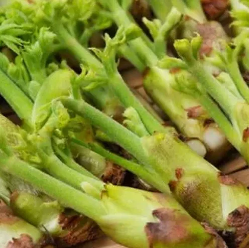 접시에 예쁘게 담은 완성 두릅 요리