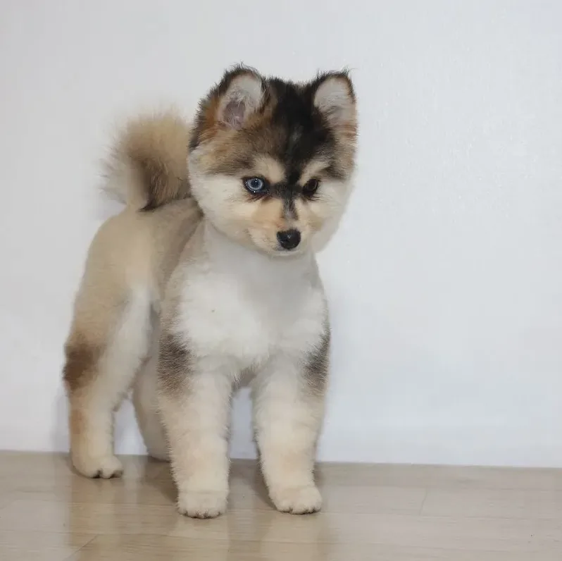 활발하게 뛰노는 폼스키의 에너지