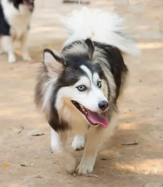 폼스키 성격과 크기 털빠짐까지 입양 전 체크포인트