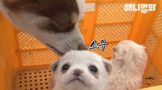 강아지 예방접종 기록 확인 장면