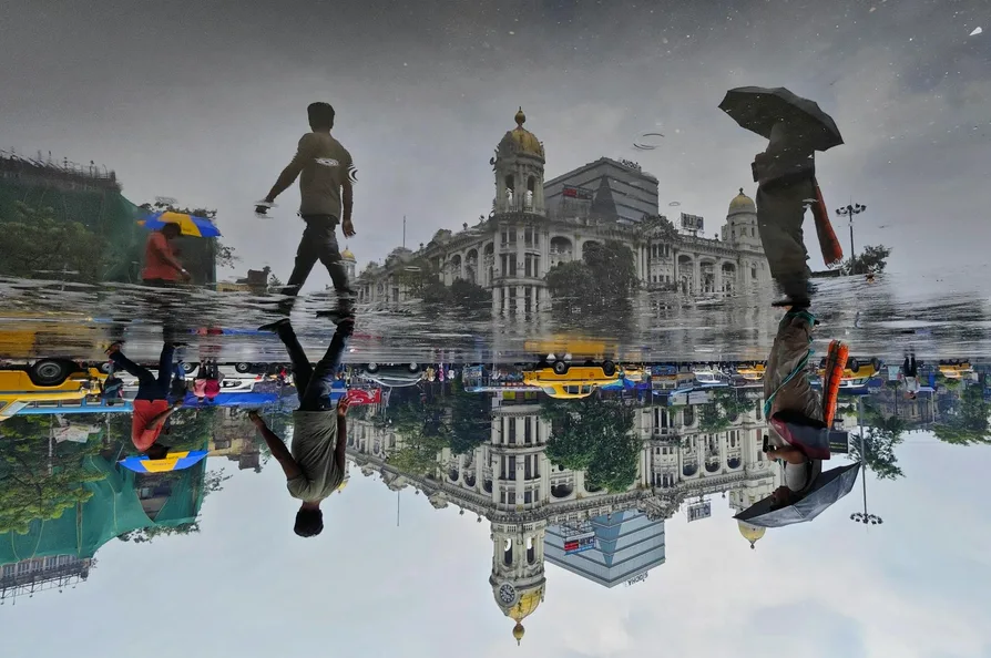 빗물에 반사된 돌담과 벚꽃