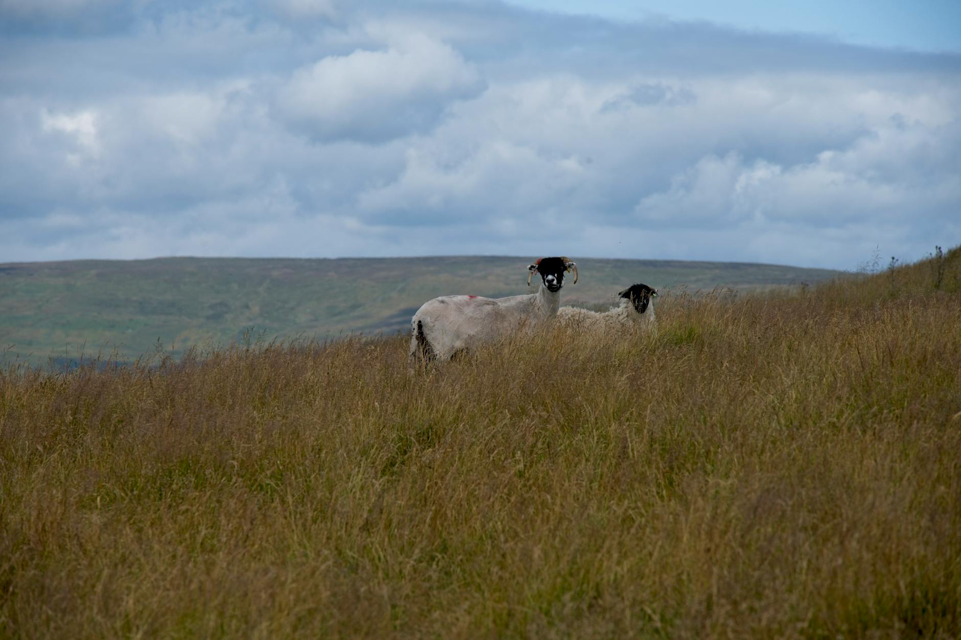 메모리 램 스틱 이미지
