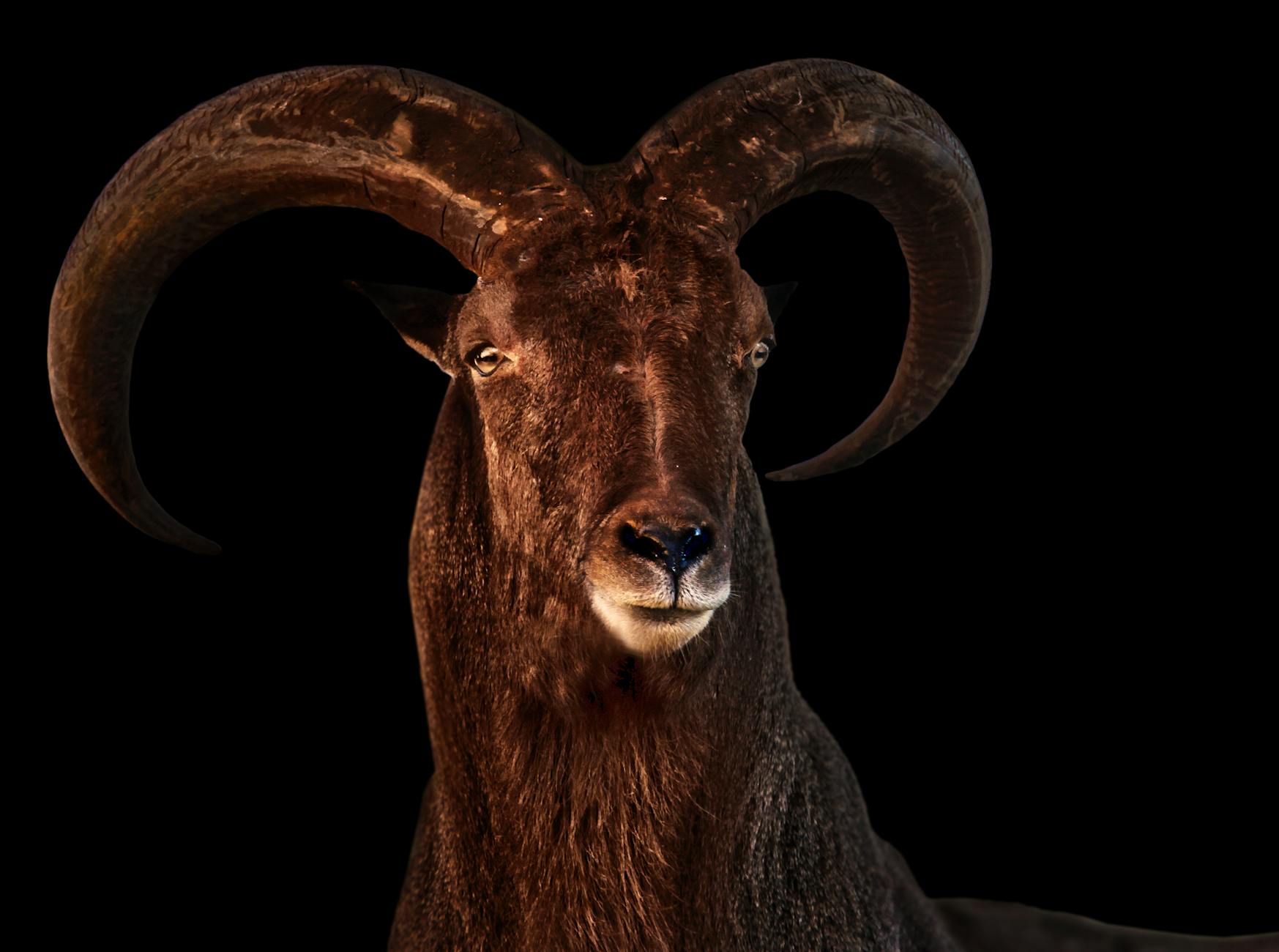 RAM 스틱 클로즈업