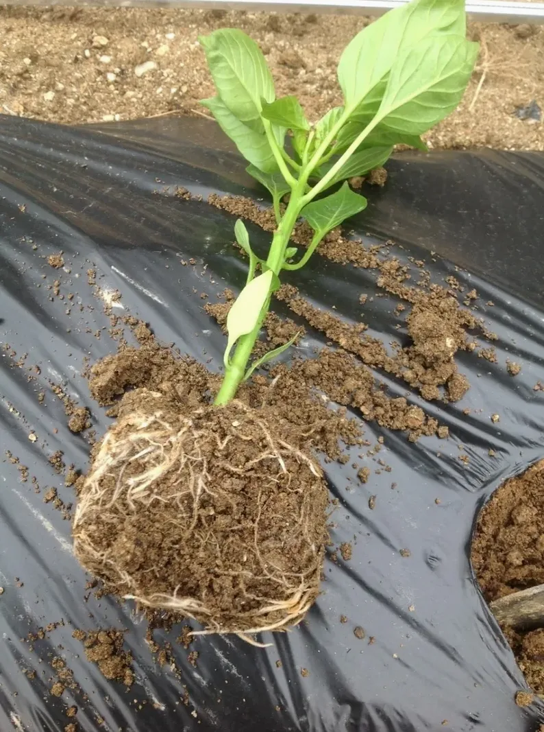 지역별 고추 모종 심는 시기 비교