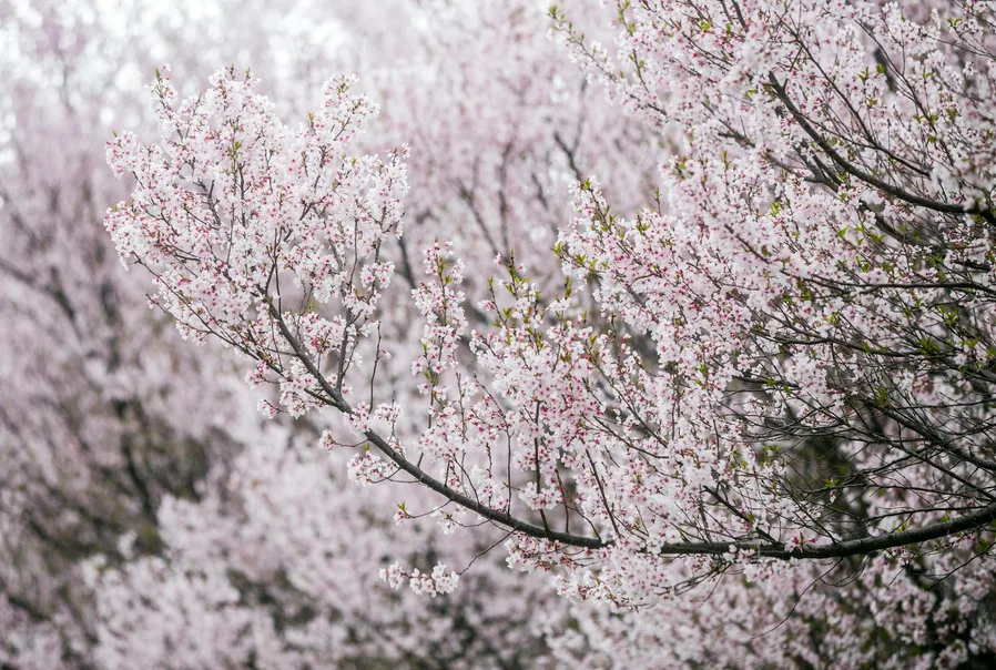 강변의 벚꽃 라인