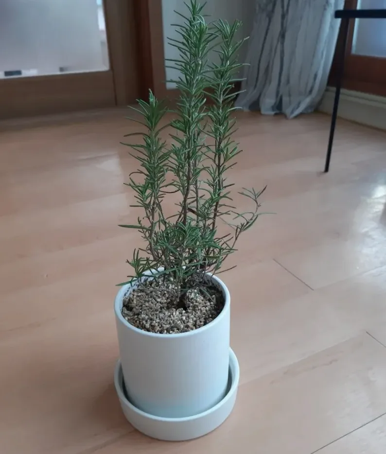 삽목용 로즈마리 줄기 준비
