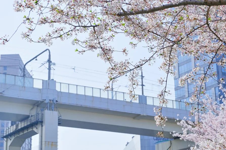 화담숲 벚꽃 모노레일 구간별 사진 스폿 지도